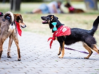 Adoptuj Warszawiaka  Wydarzenie promujące adopcję zwierząt. Organizator: Schronisko dla Bezdomnych Zwierząt "Na Paluchu". 18 sierpnia 2019, Park Raszyński w Raszynie. : park raszyński, adoptuj warszawiaka, na paluchu, schronisko dla zwierząt, centrum warszawy, raszyn